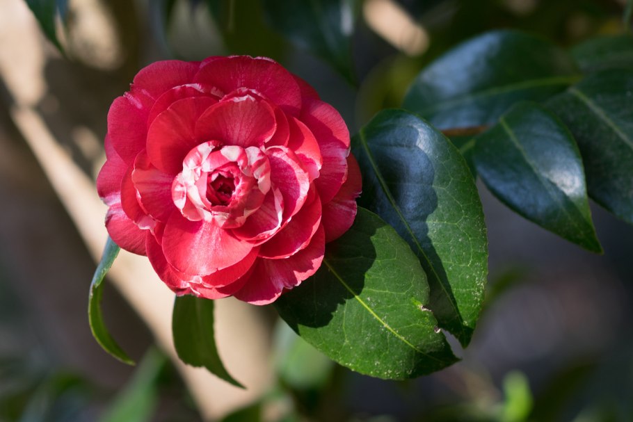 Камелия цветок комнатный