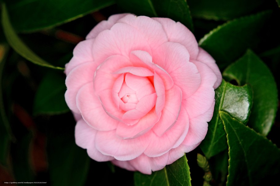 Camellia japonica Bonomiana