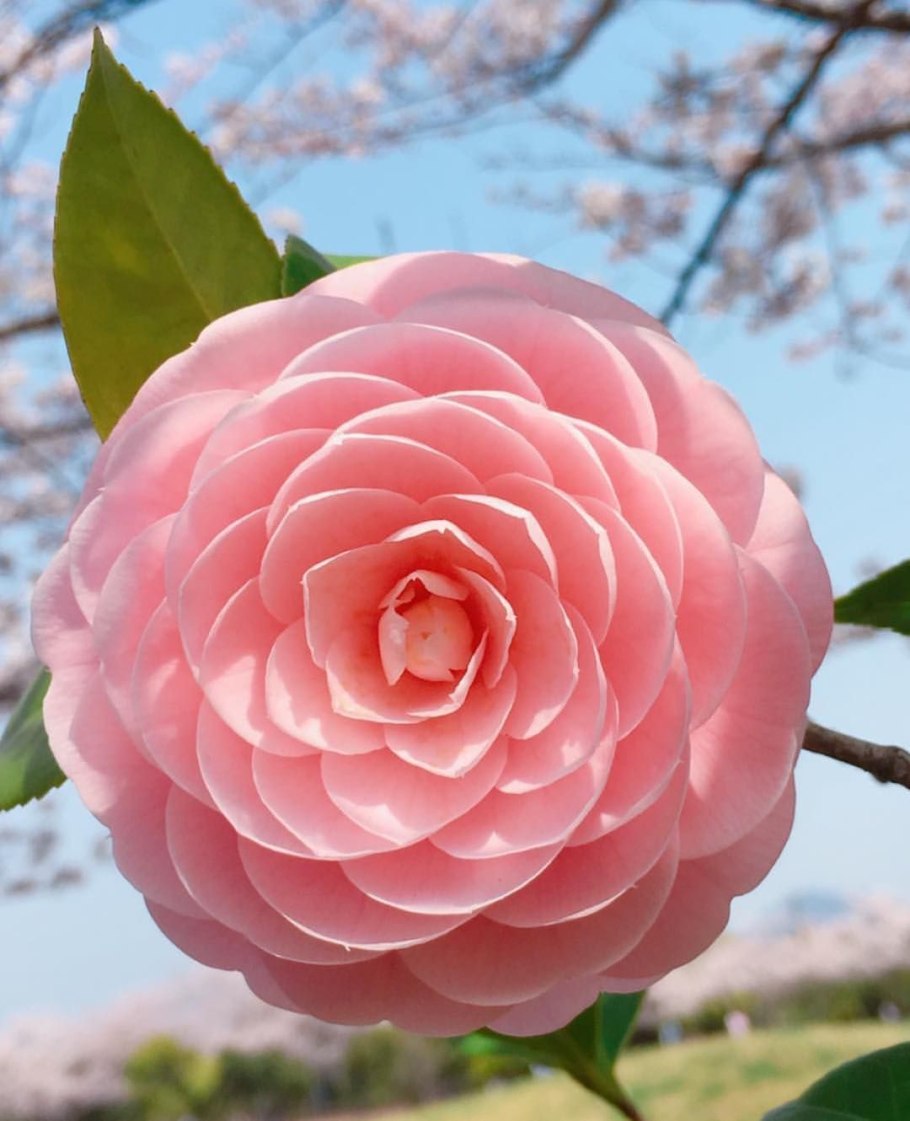 Цубаки цветок