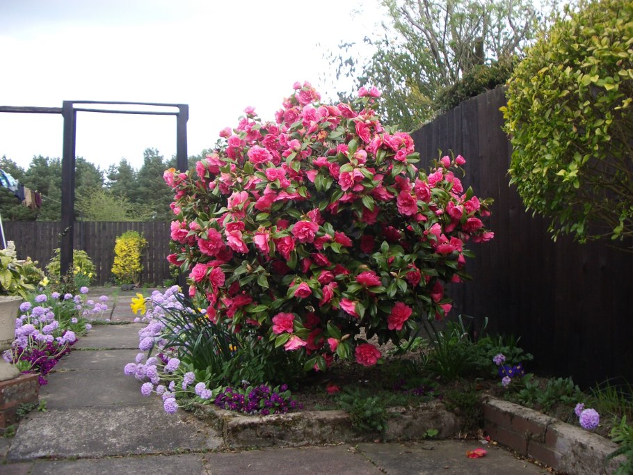 Камелия кустовая шаровидная