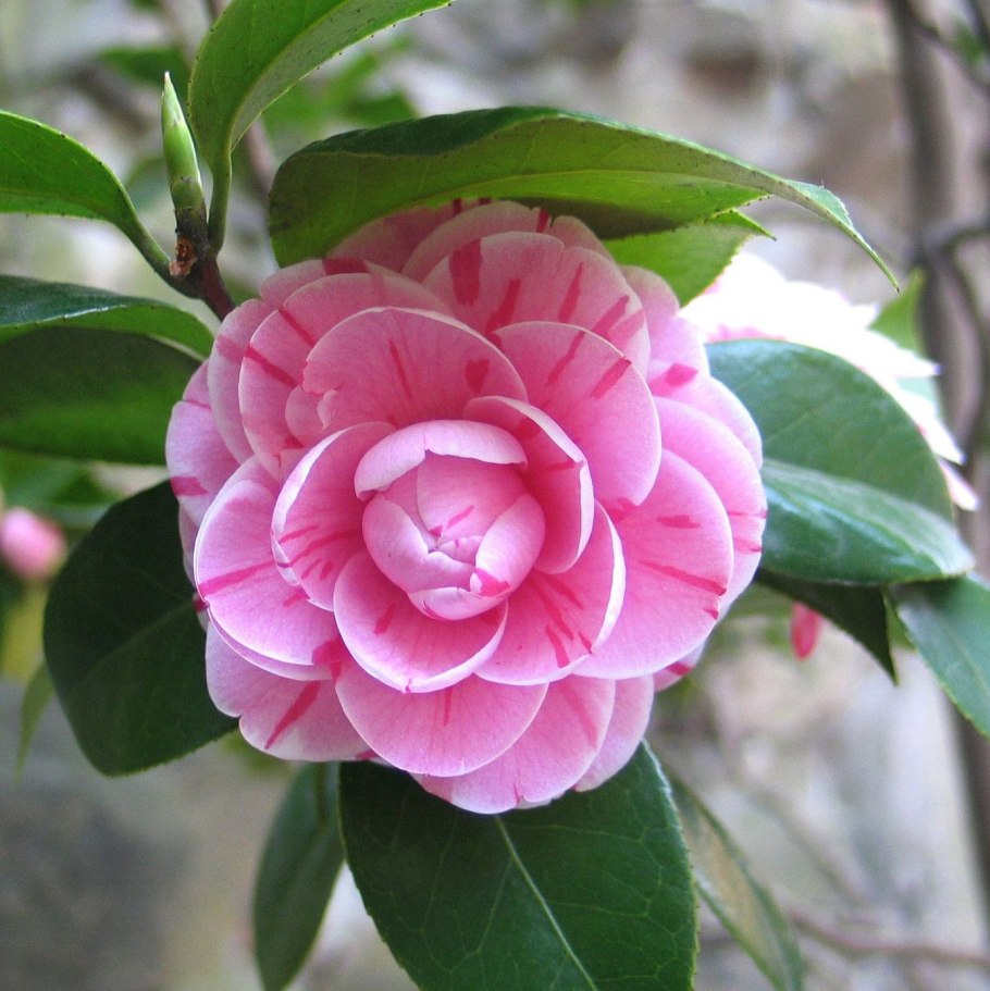 Японская Камелия Цубаки