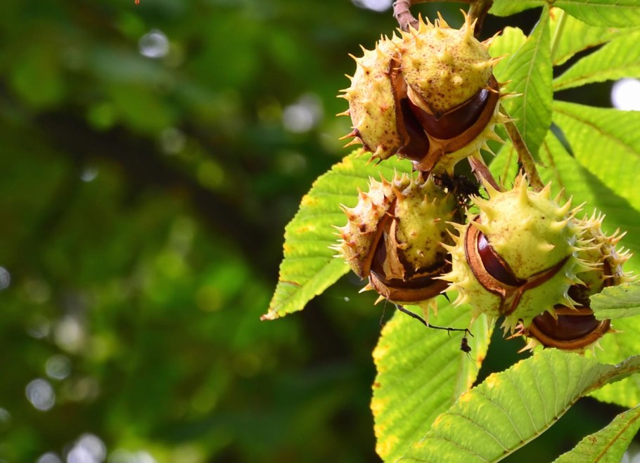 Aesculus chinensis