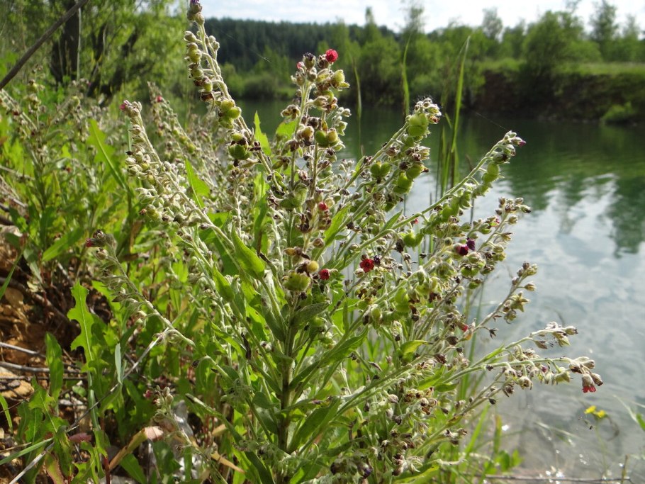 Чернокорень Крысогон