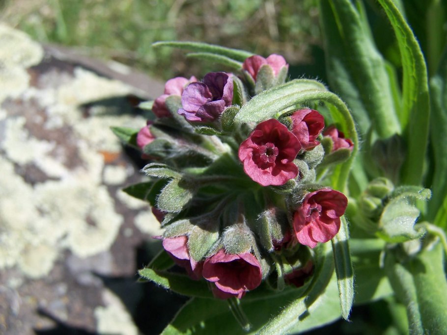 Циноглоссум, чернокорень (Cynoglossum) растение цветок