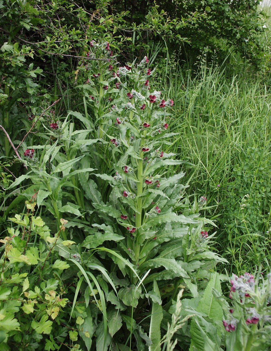 Чернокорень лекарственный