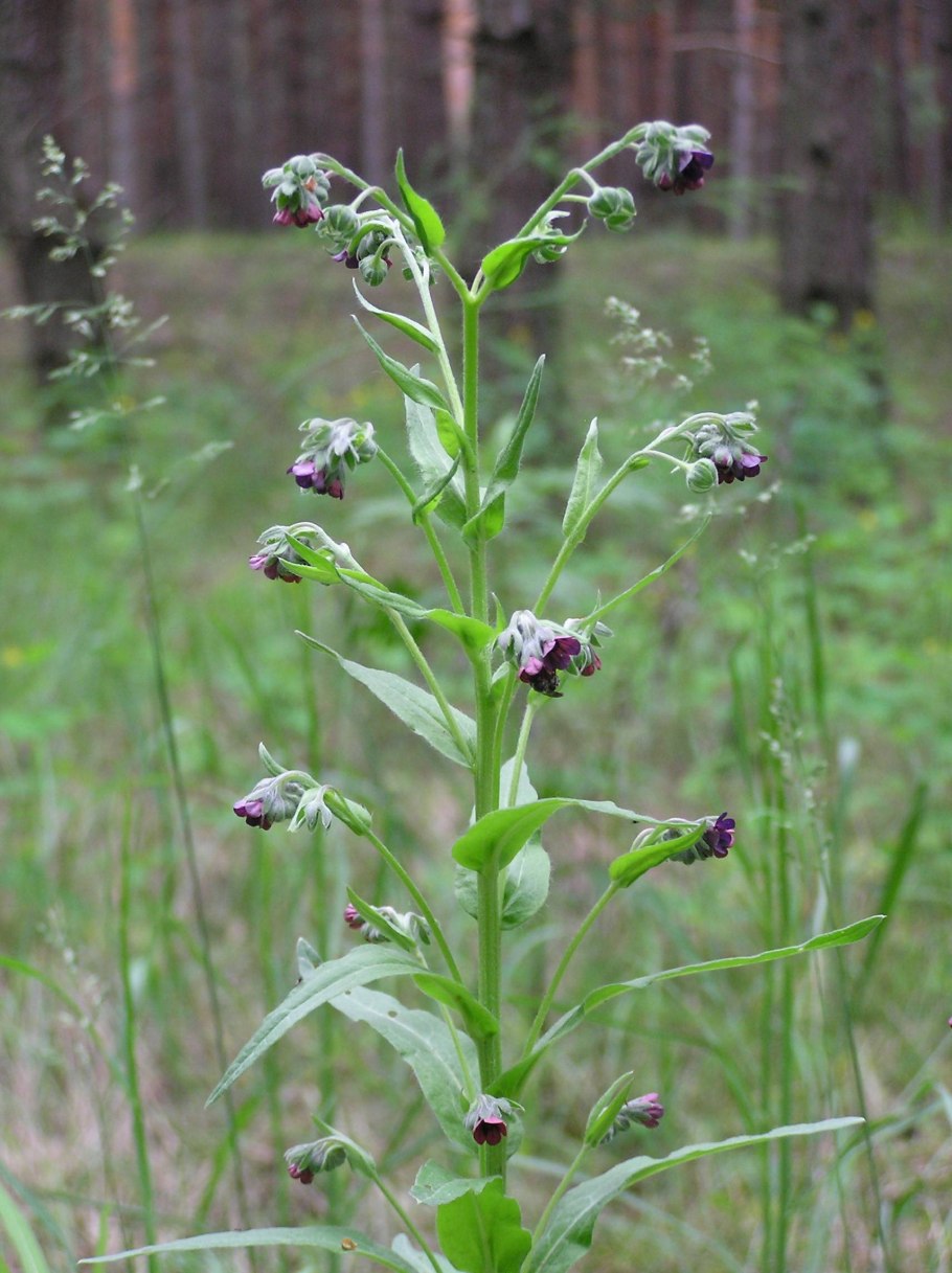 Трава чернокорень