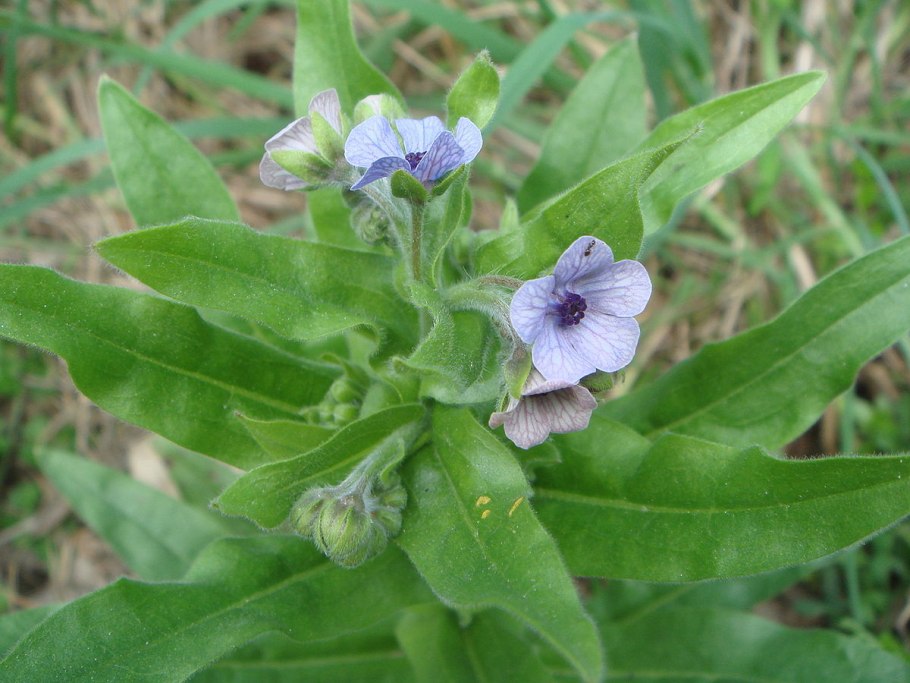 Циноглоссум чернокорень