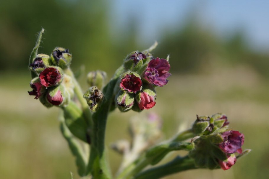Чернокорень листья