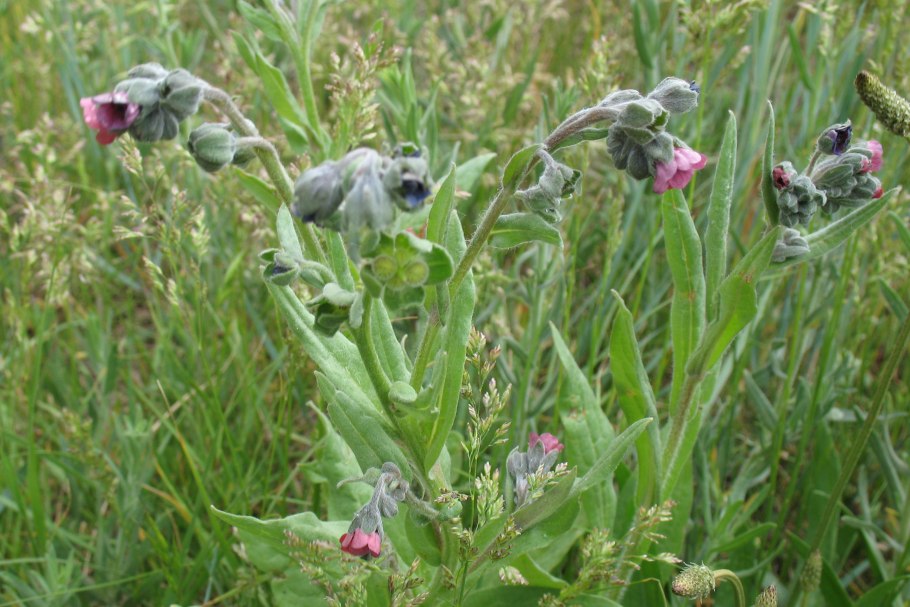 Циноглоссум чернокорень