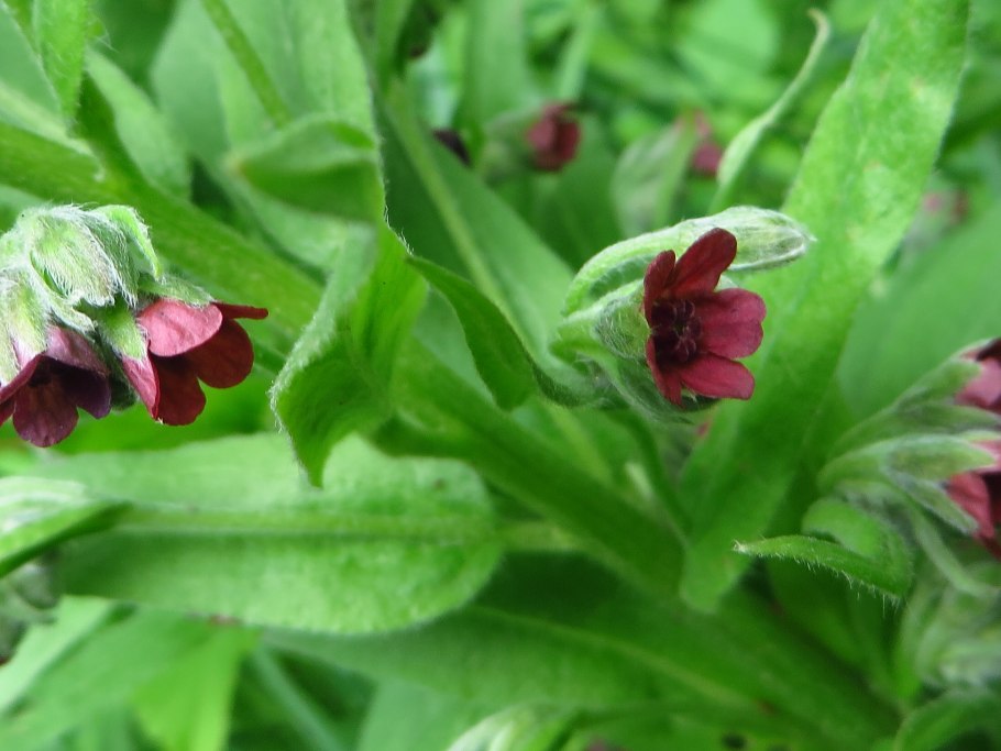 Чернокорень лекарственный