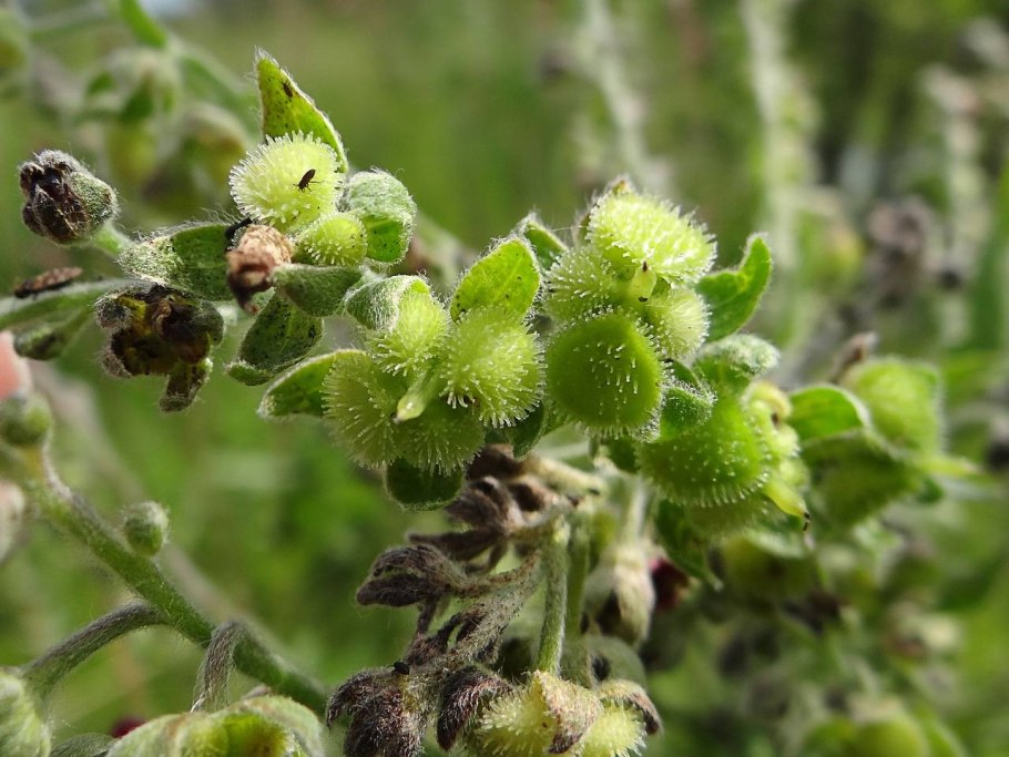 Трава чернокорень
