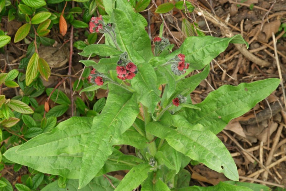 Окопник цветок