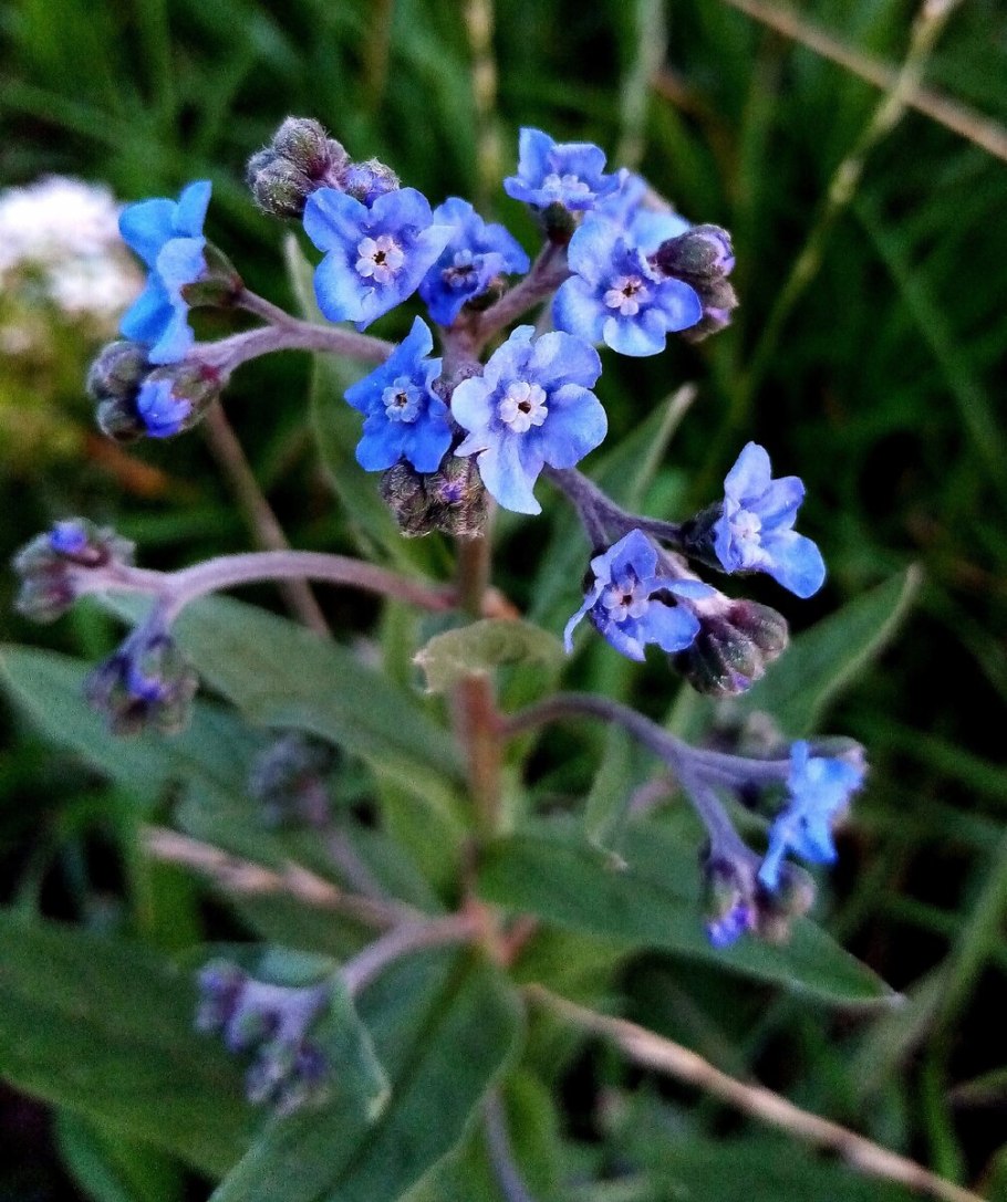 Cynoglossum officinale