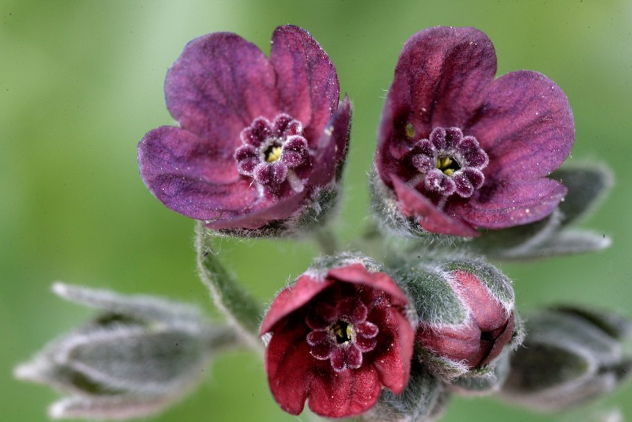 Чернокорень Крысогон