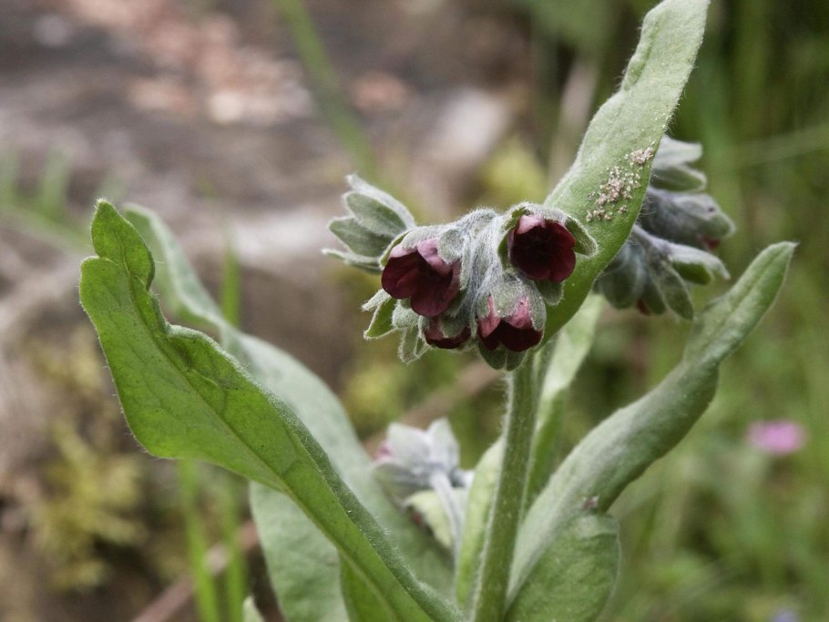 Чернокорень лекарственный
