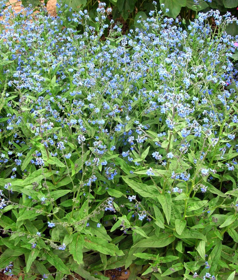 Чернокорень лиходейка