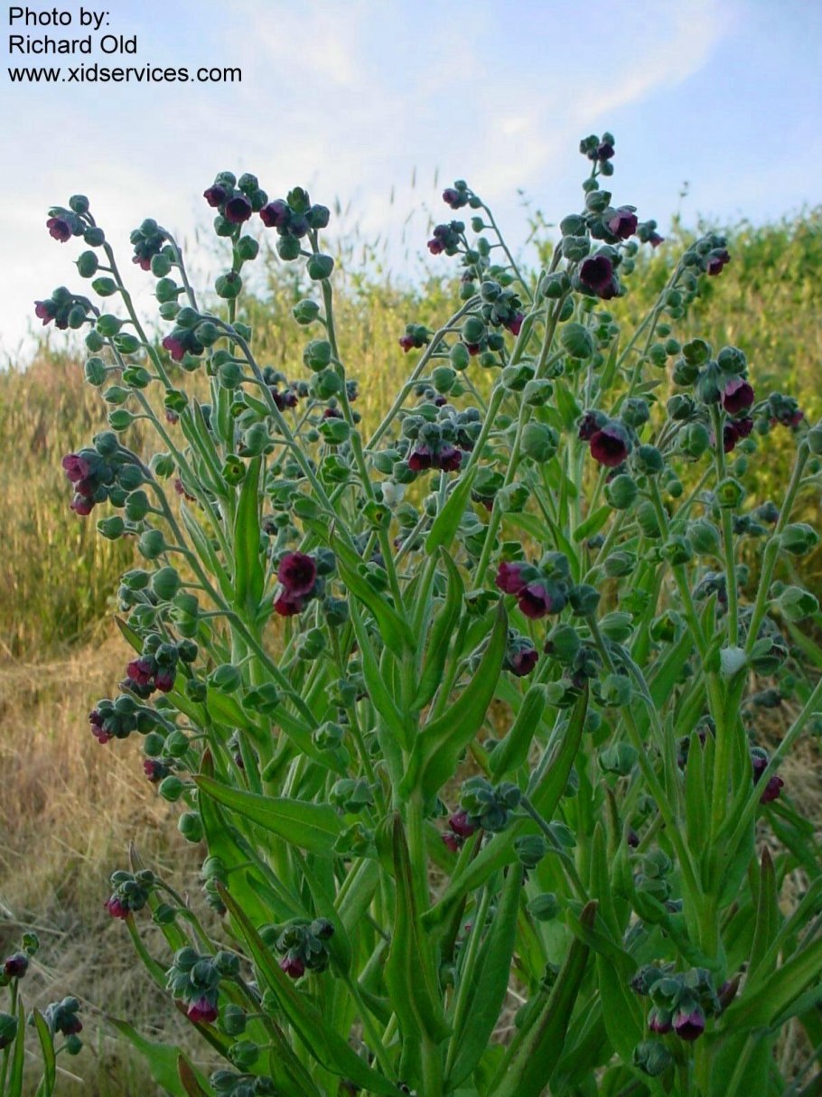 Чернокорень Крысогон