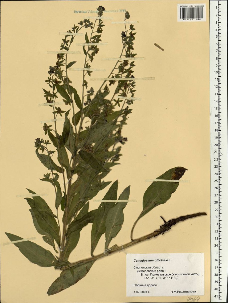 Чернокорень от мышей