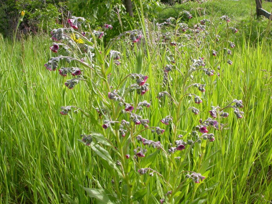 Чернокорень Крысогон Циноглоссум лекарственный