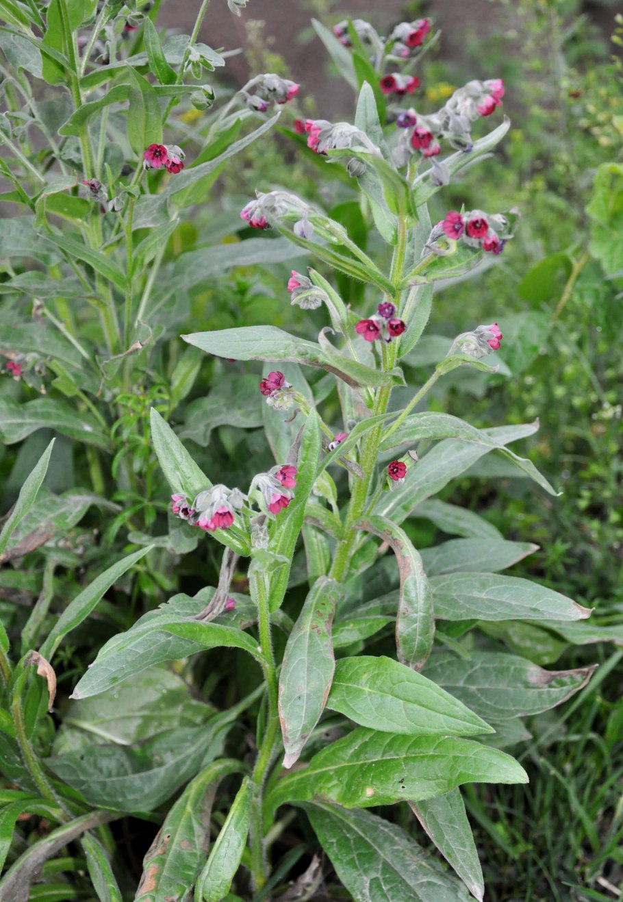 Чернокорень лекарственный семена