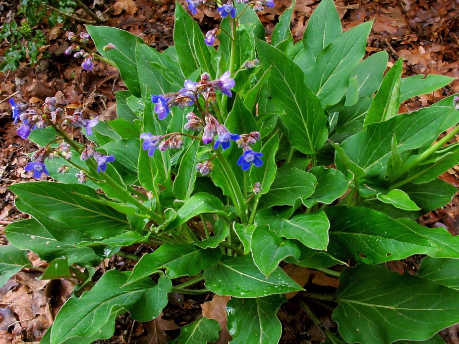 Чернокорень лекарственный
