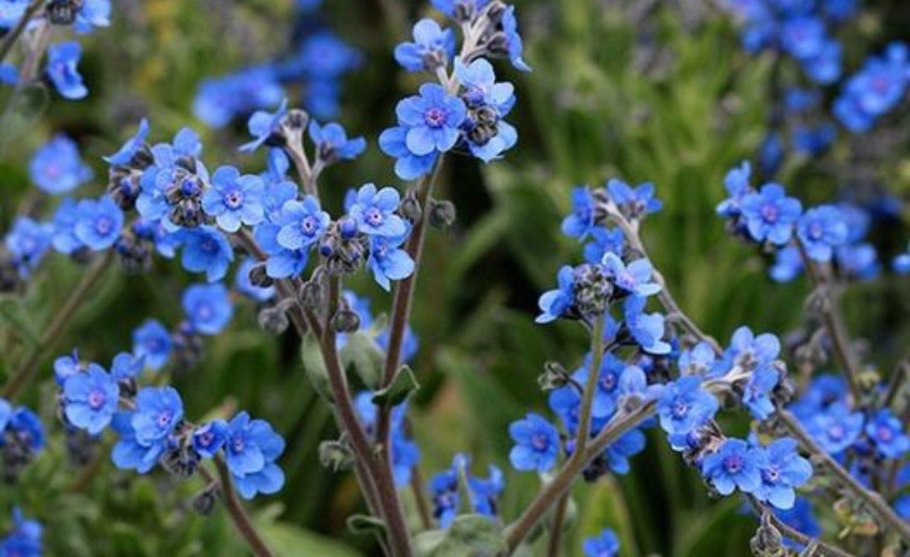 Чернокорень Критский