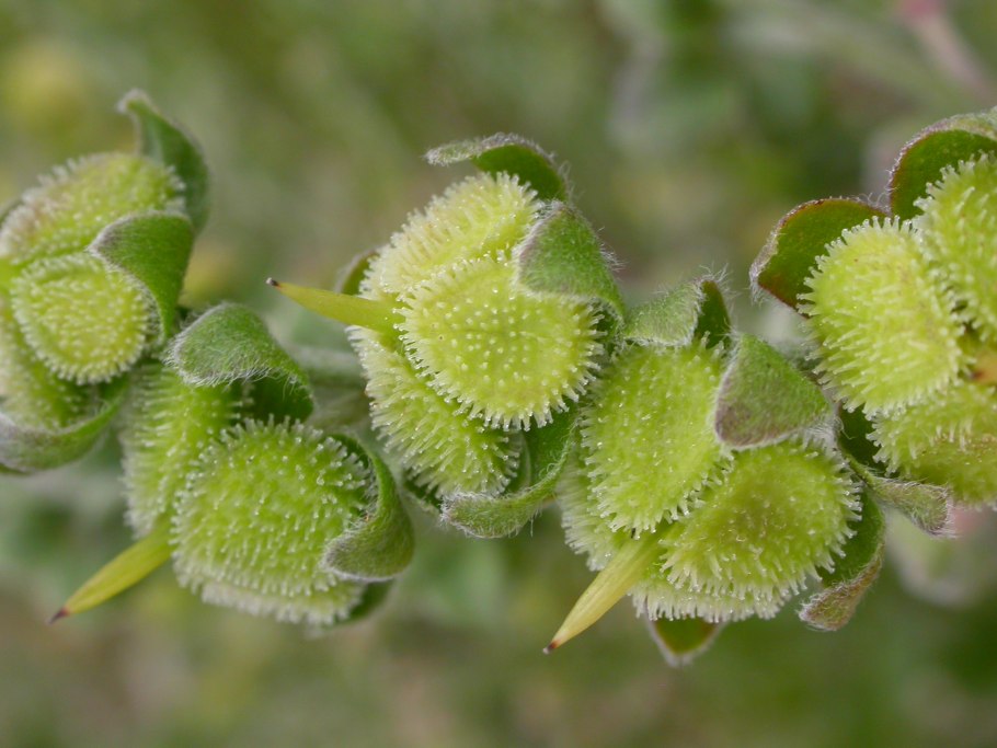 Чернокорень горный