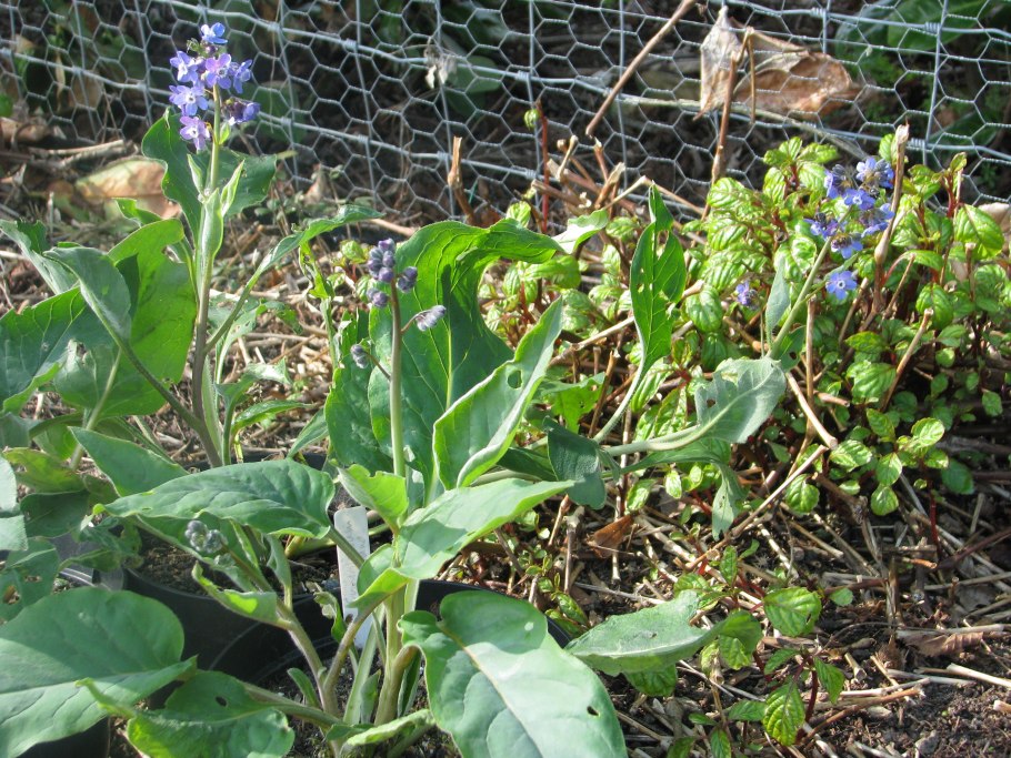 Чернокорень лекарственный