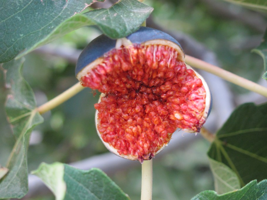 Цветы смоковницы инжира