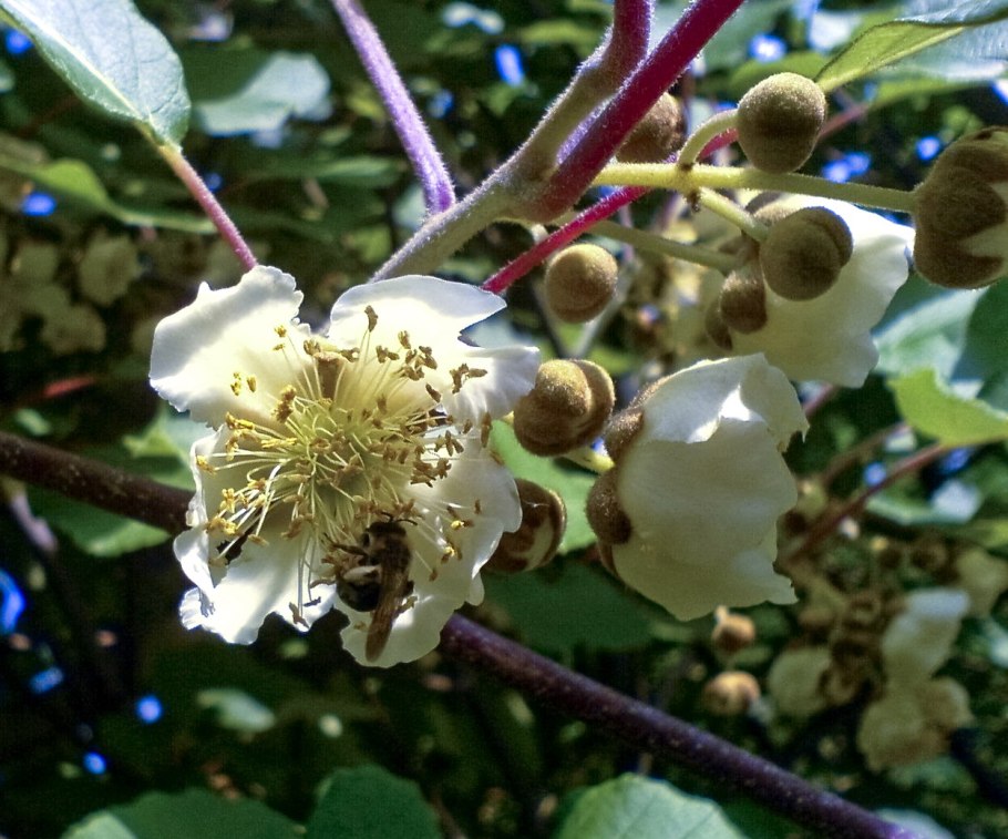 Инжир цветет