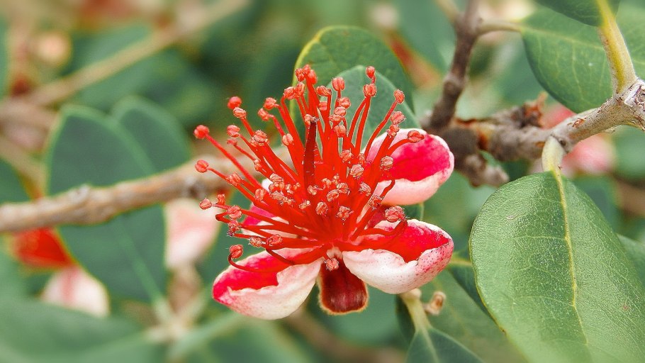 Цветок фейхоа дерево