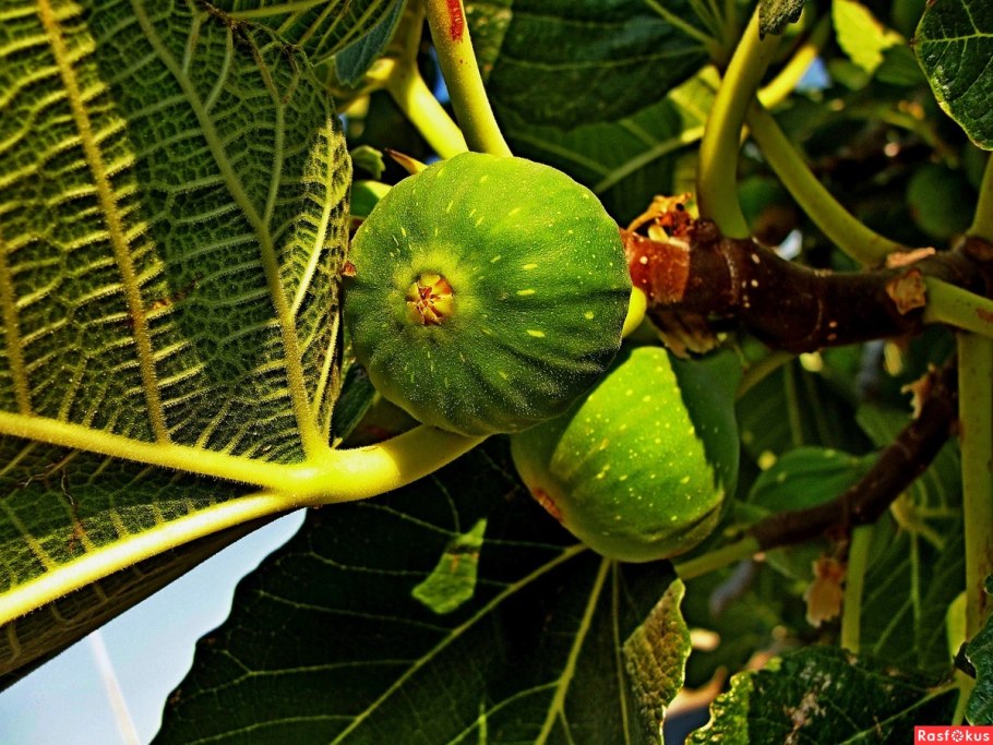 Инжир цветет