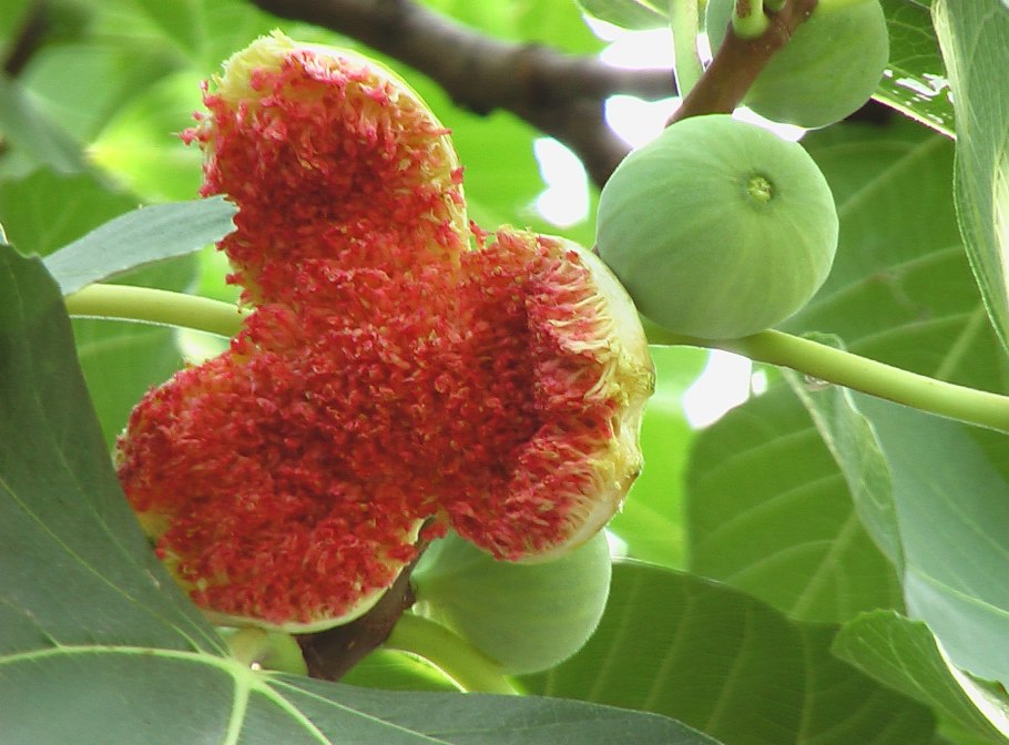 Инжир цветет
