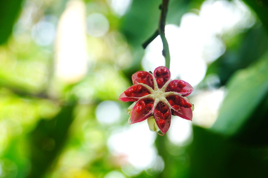 Инжир цветение