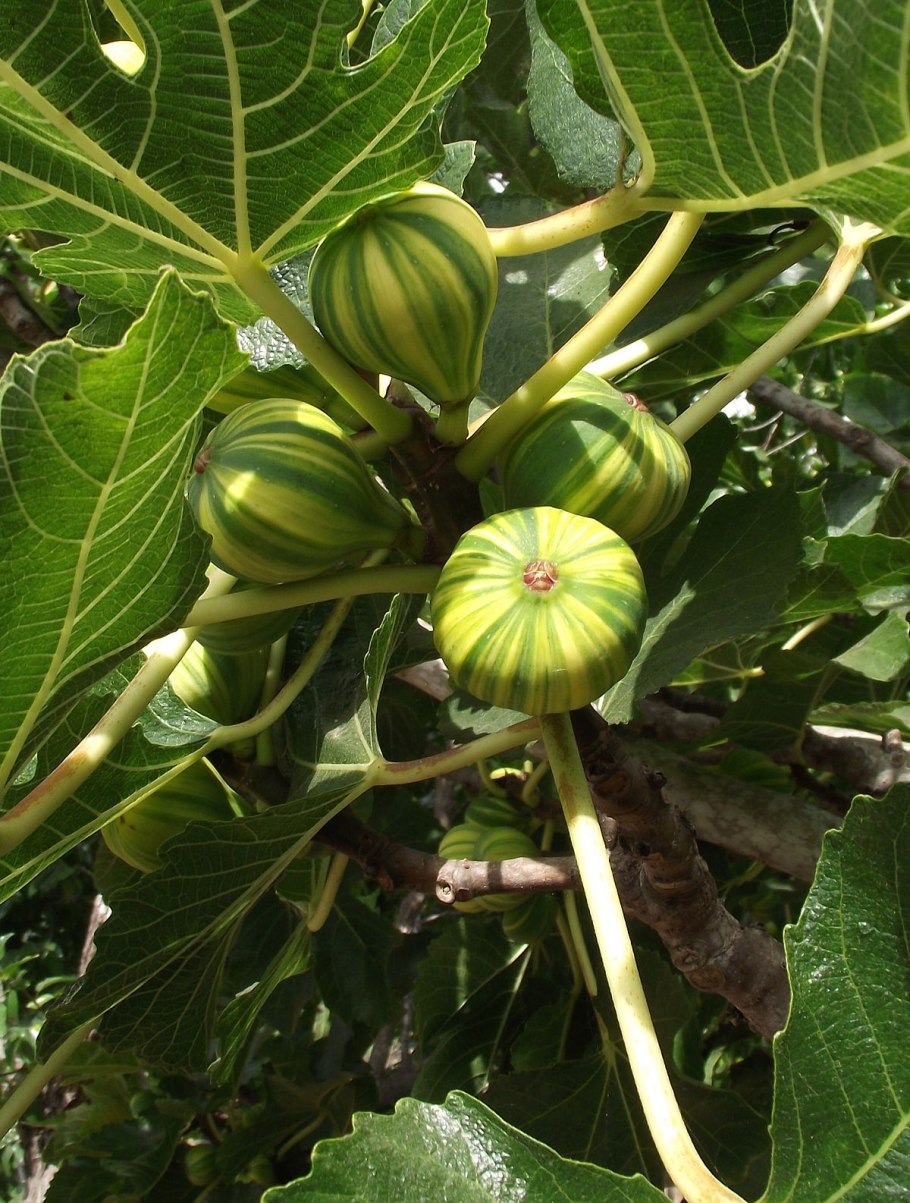 Инжир (Ficus carica)