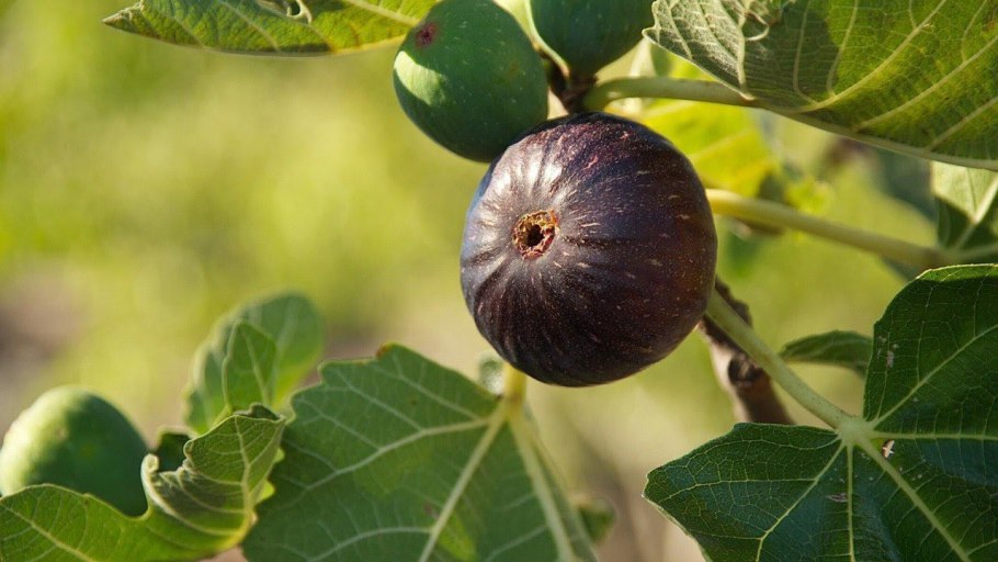 Инжир растение Крым