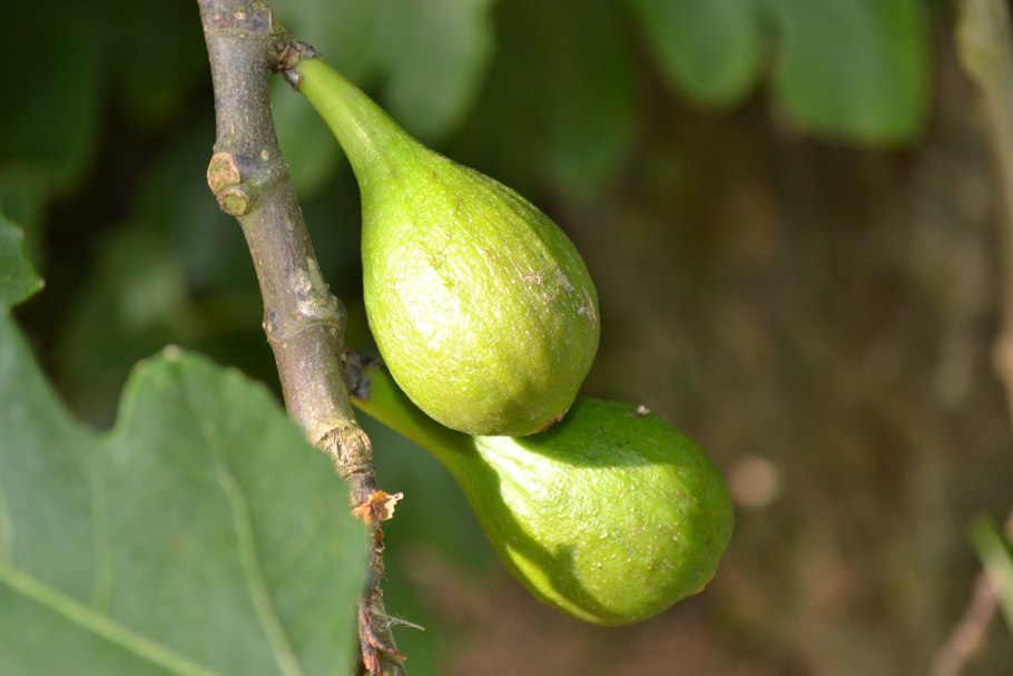 Фѝкус Карика, инжир – Ficus carica