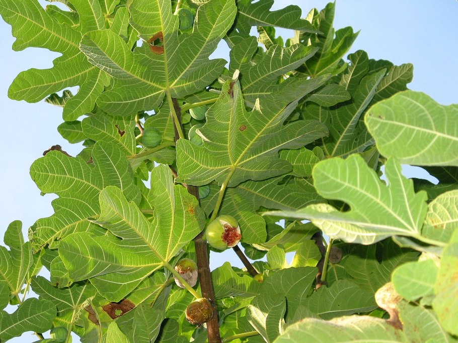 Фѝкус Карика, инжир – Ficus carica