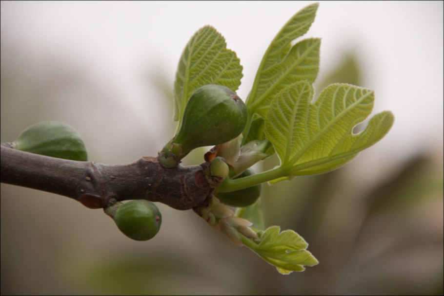 Цветы смоковницы инжира