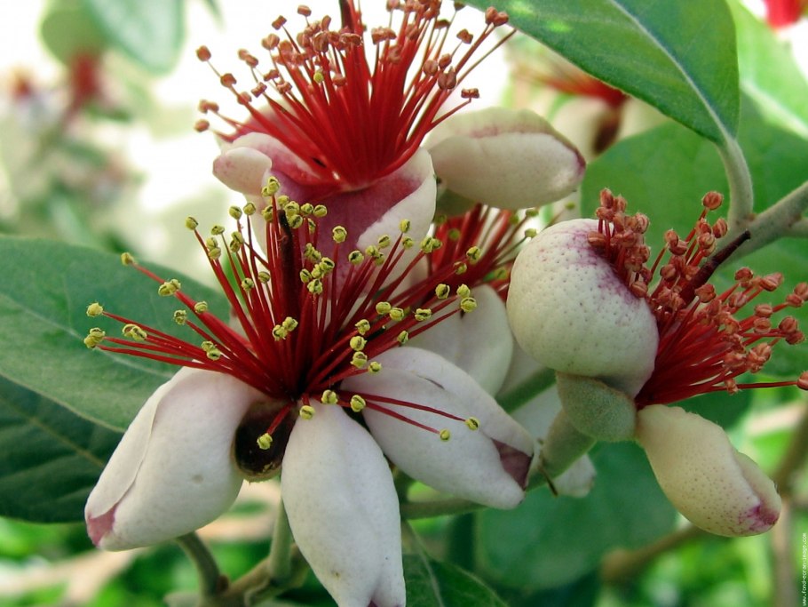 Фейхоа цветет