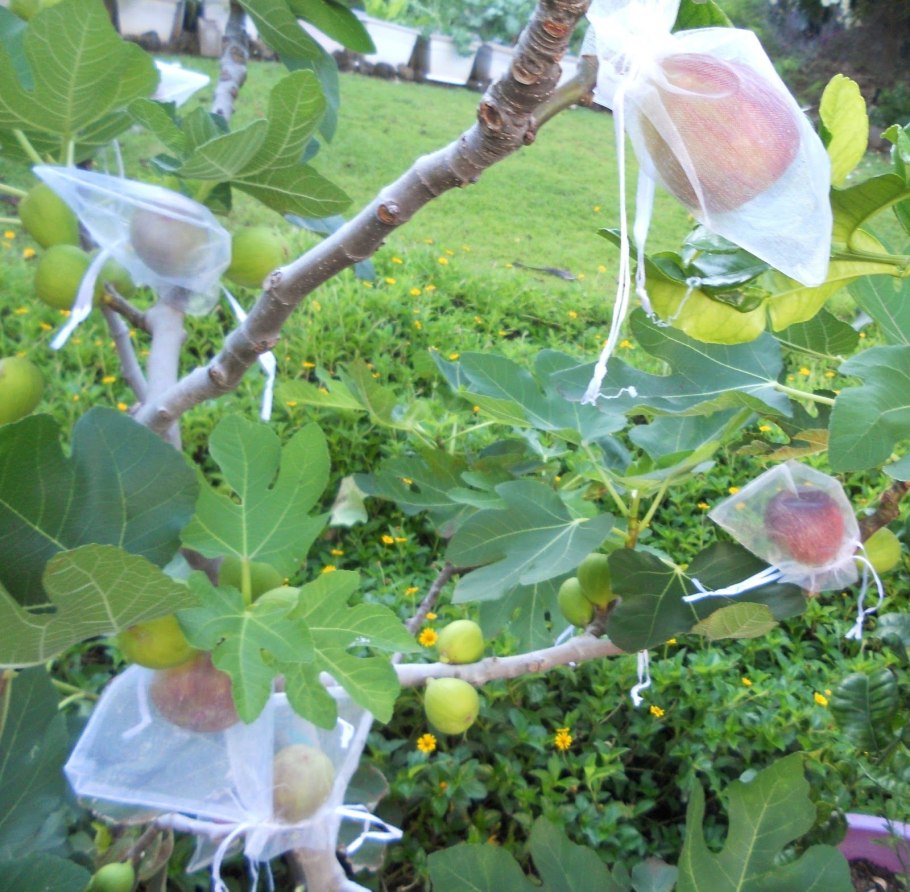 Инжир цветение