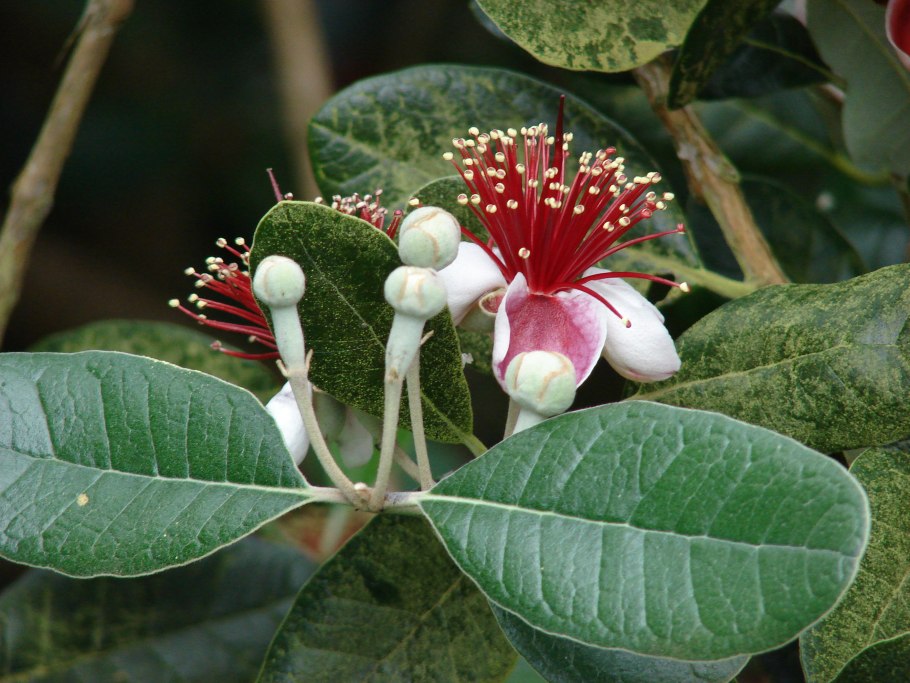 Фейхоа sellowiana