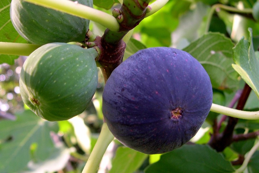 Инжир Браун Туркей