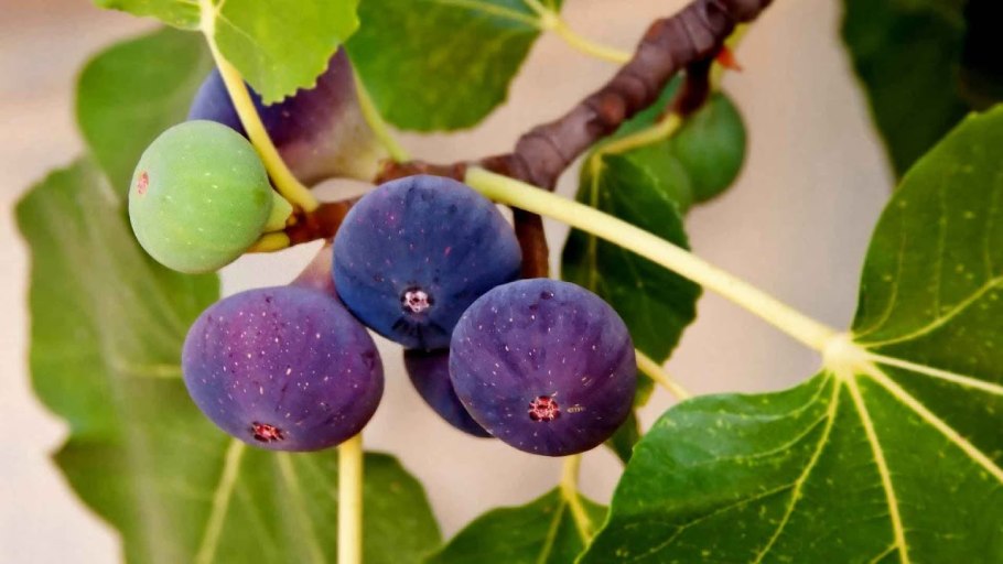 Смоковница винная ягода