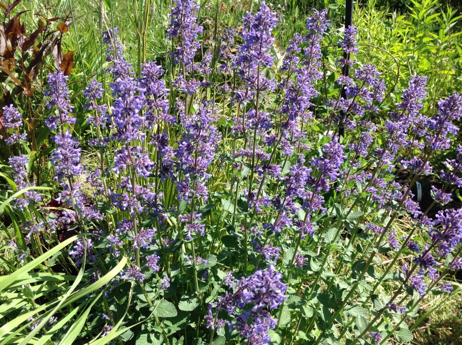 Котовник (nepeta)