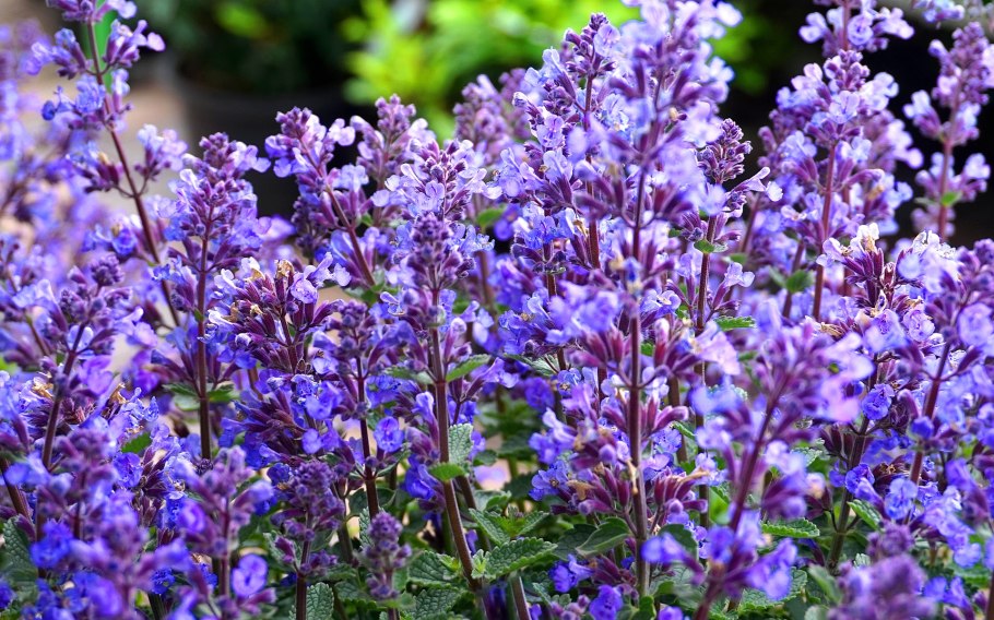 Котовник фассена nepeta faassenii