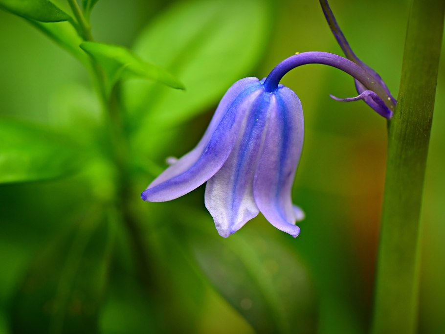 Колокольчик "цветы"