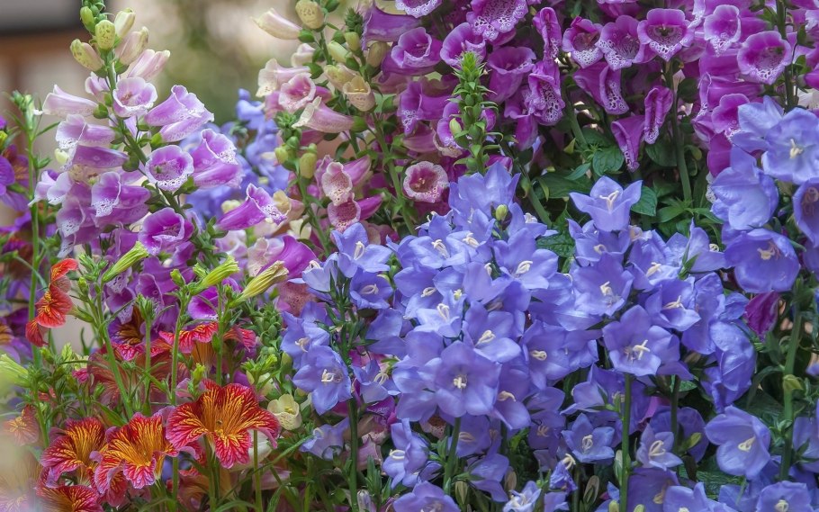 Колокольчик Кампанула