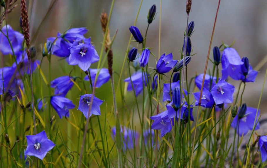 Колокольчик Шейхцера