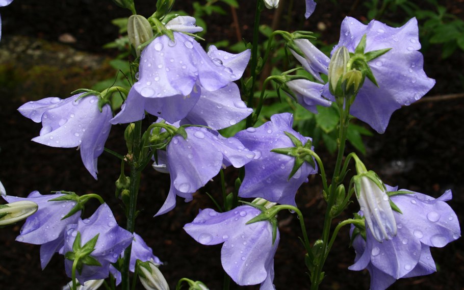 Колокольчик Кампанула